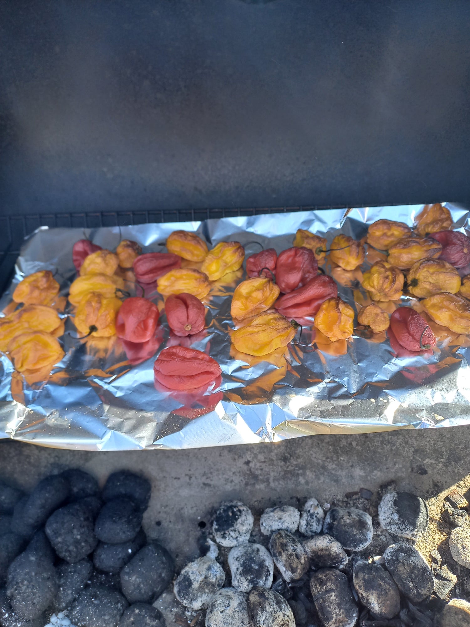 Geräucherte Habanero für unsere nächste BBQ Soße. Wir hoffen, dass sie bald ein Teil unsere Chili Familie sein wird.
